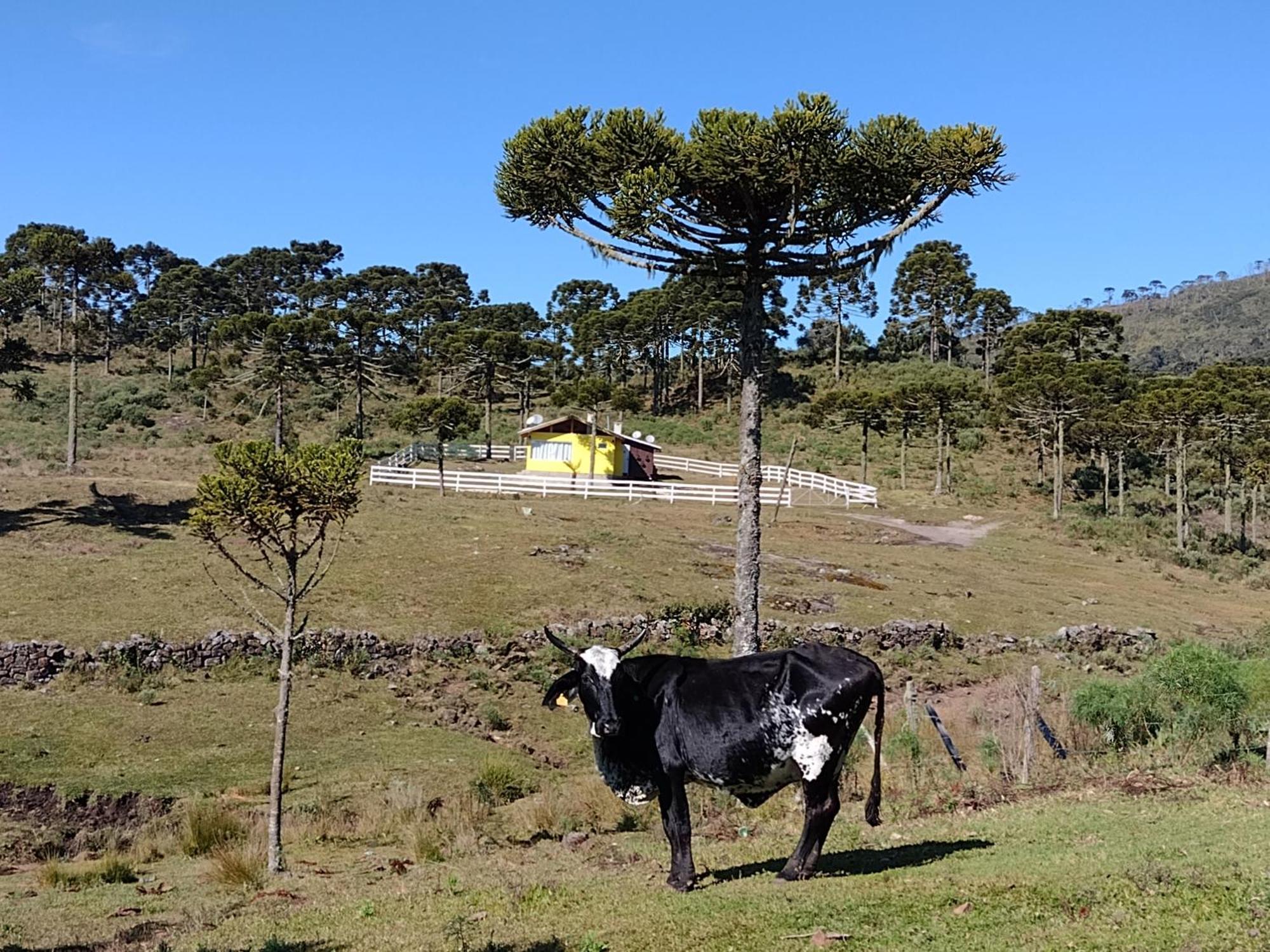 Casa E Cabana De Campo Fazenda Borba Urubici Luaran gambar