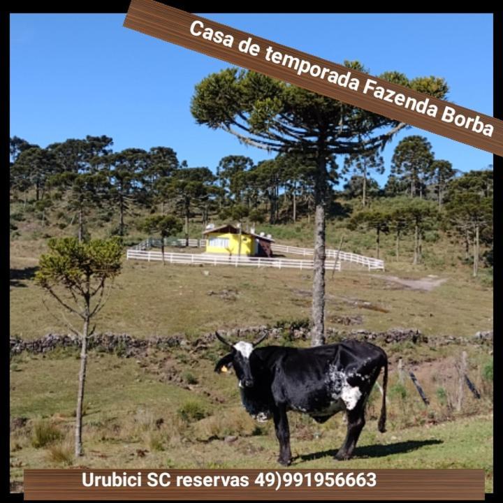 Casa E Cabana De Campo Fazenda Borba Urubici Luaran gambar