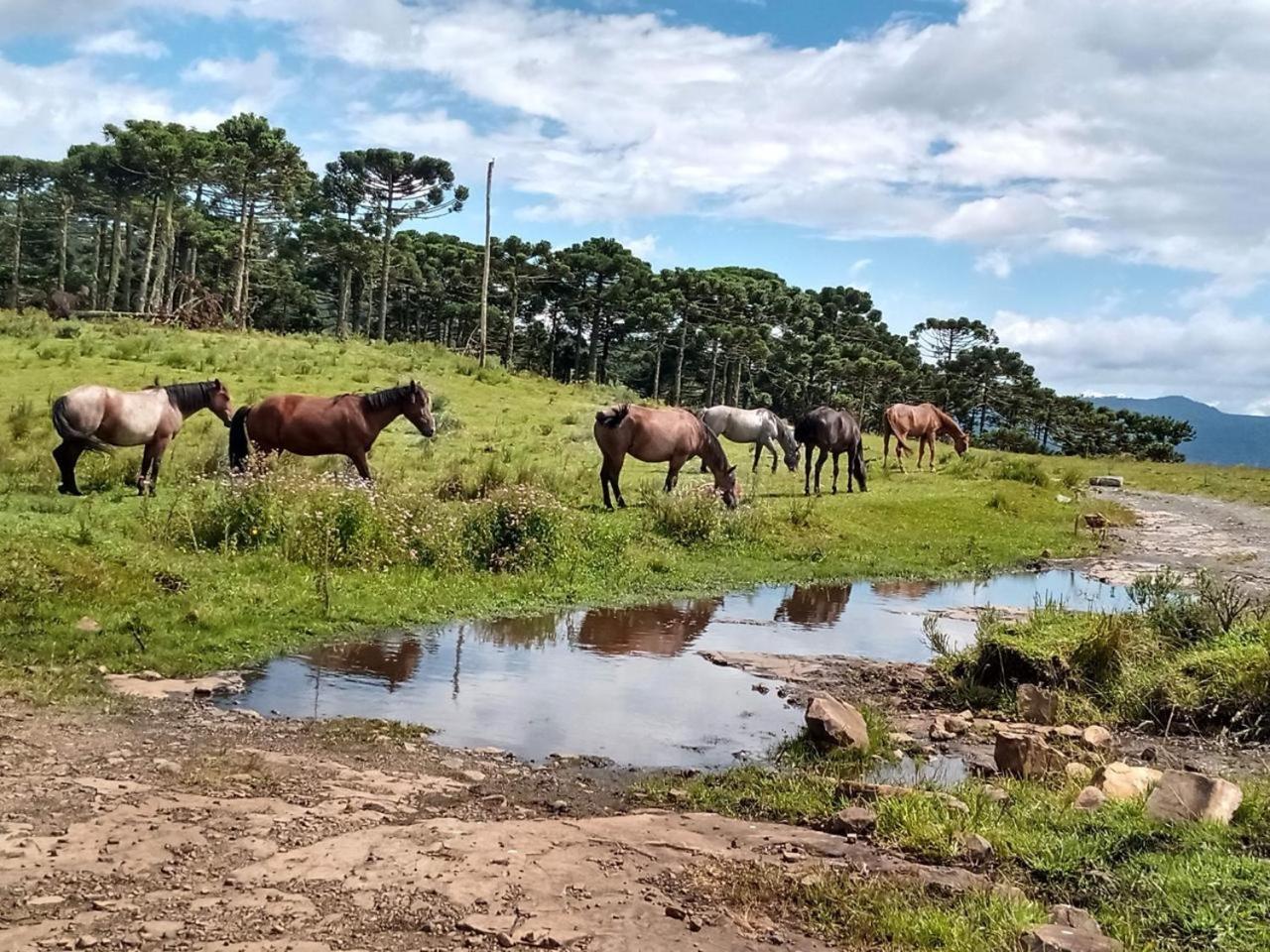 Casa E Cabana De Campo Fazenda Borba Urubici Luaran gambar